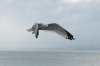 Ring-billed Gull at Westcliff Seafront (Steve Arlow) (49777 bytes)